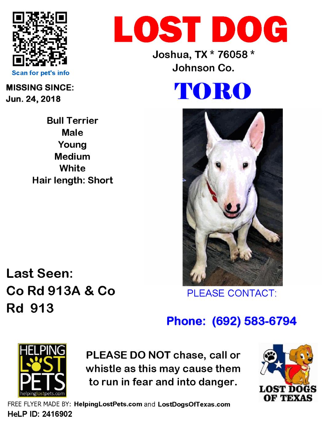 Image of TORO, Lost Dog