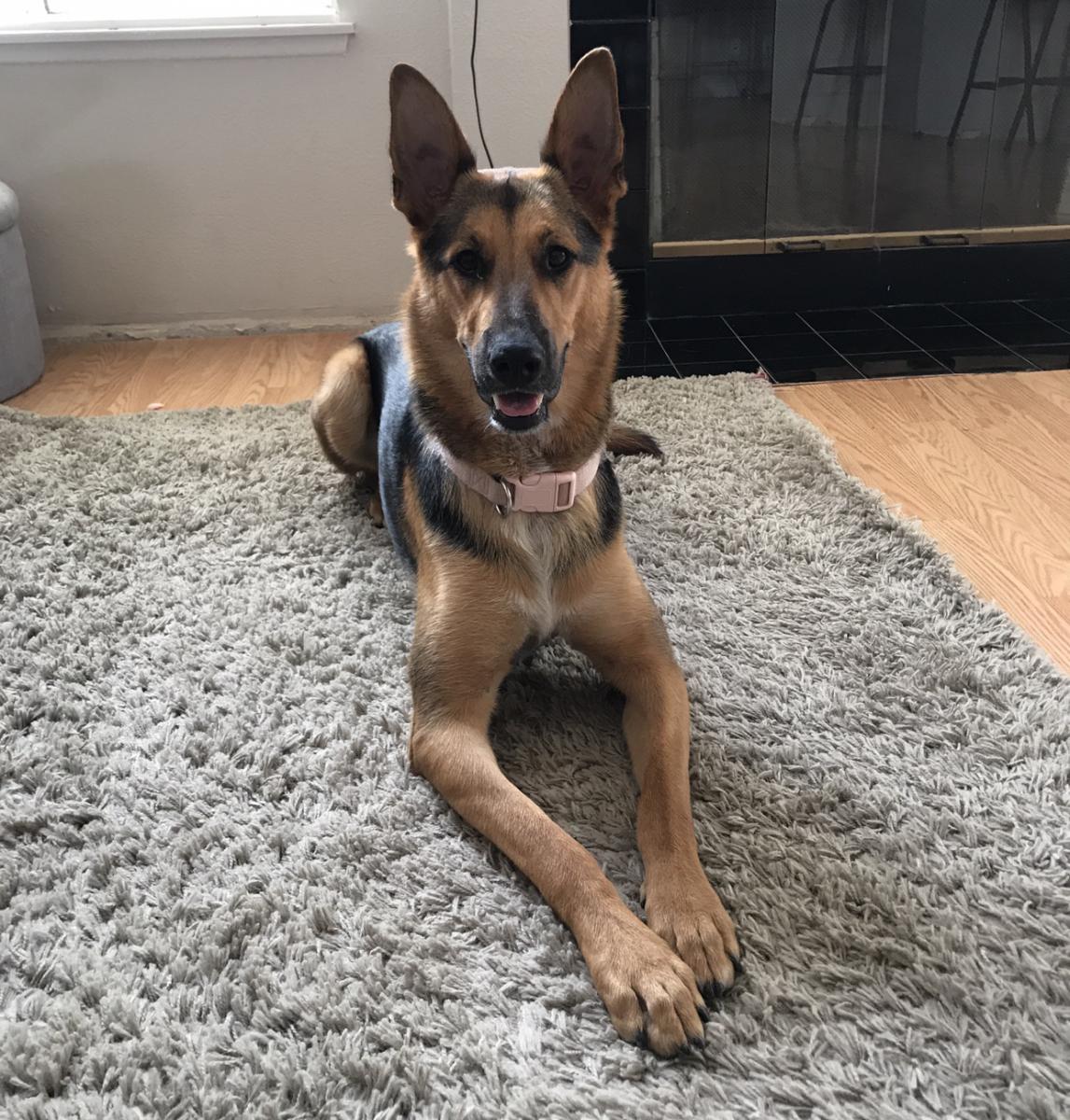 Lost Dog German Shepherd in FONTANA, CA - Lost My Doggie