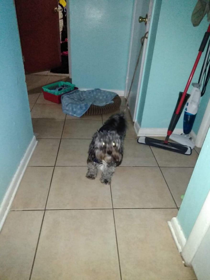 Image of Tobby Silvestre, Lost Dog