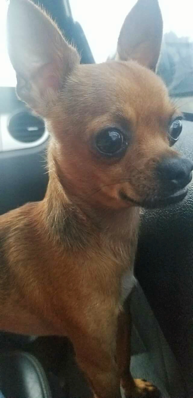 Image of max, Lost Dog