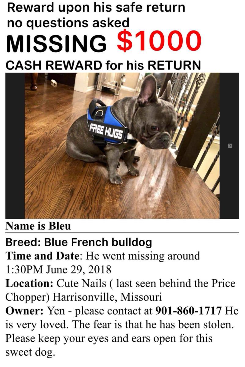 Image of Bleu, Lost Dog