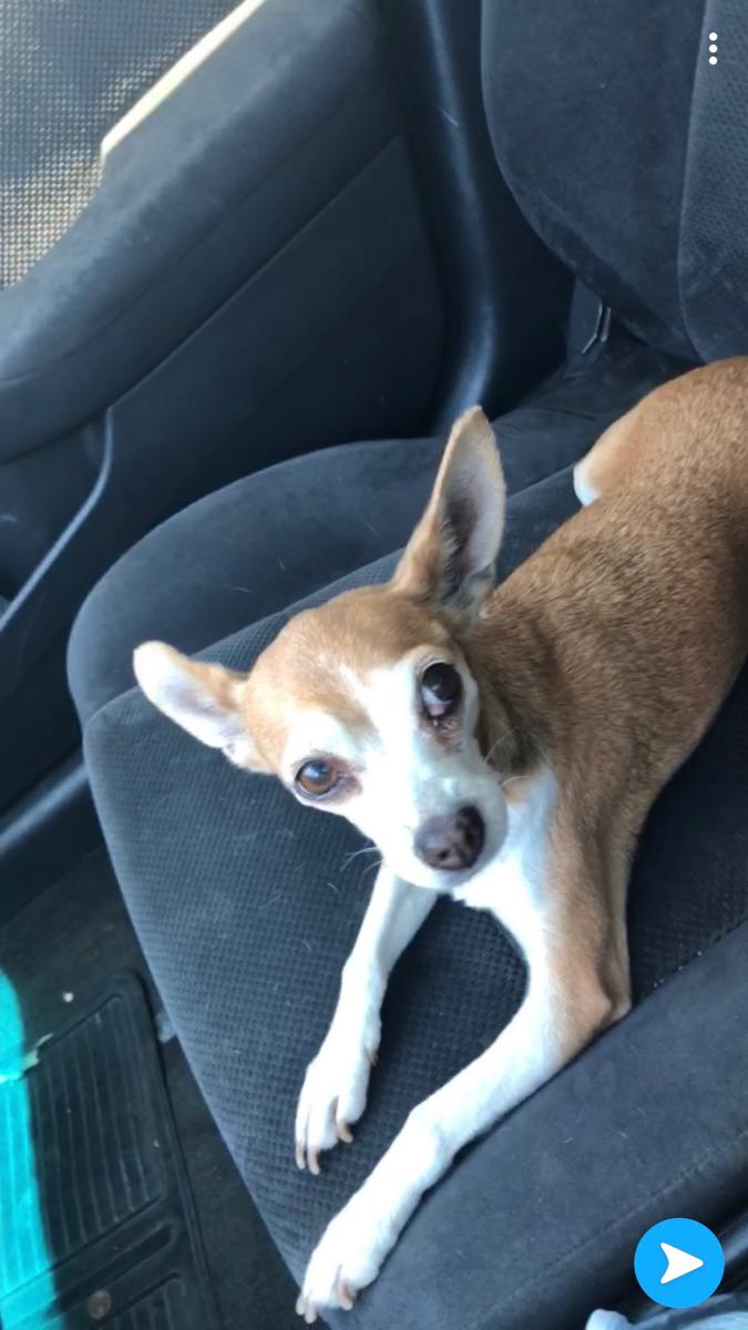 Image of Mimi, Lost Dog