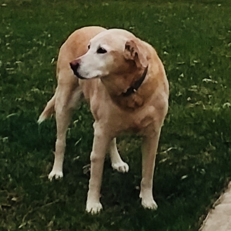 Image of Tyson, Lost Dog