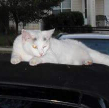Image of Lacey, Lost Cat