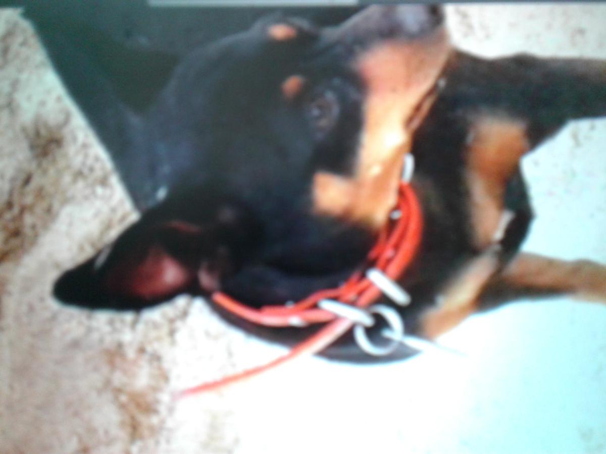 Image of Tahti, Lost Dog