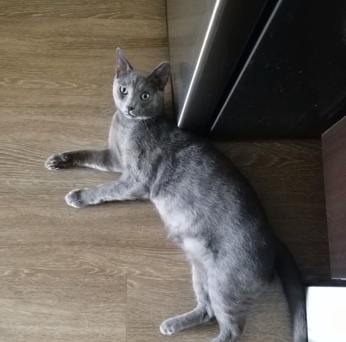 Image of Betto, Lost Cat