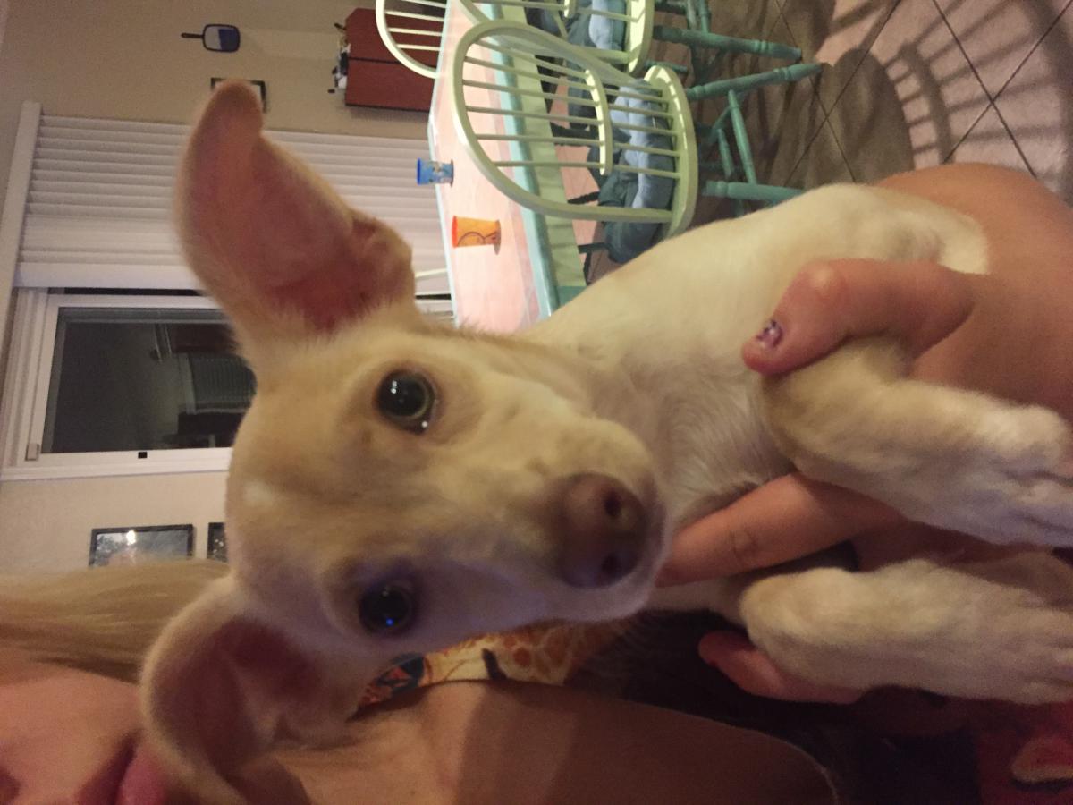 Image of Blonde Chihuahua pup, Found Dog