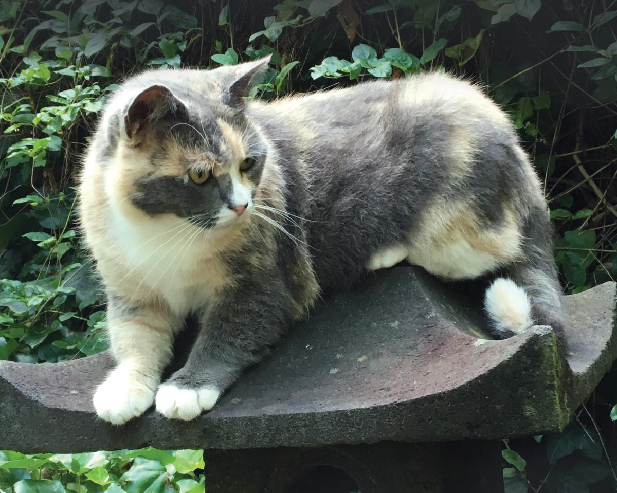 Image of Audrey, Lost Cat