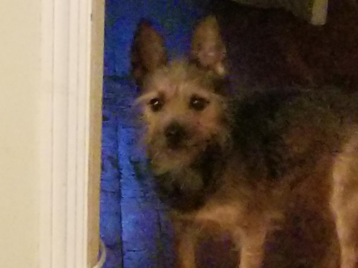 Image of Shorty, Lost Dog