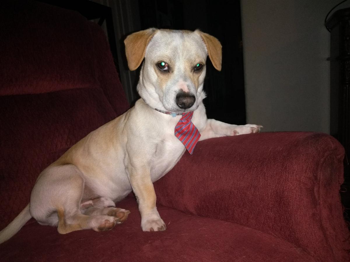 Image of Charlie (Chiweenie), Lost Dog