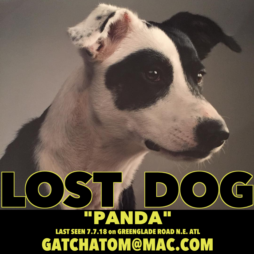 Image of PANDA, Lost Dog