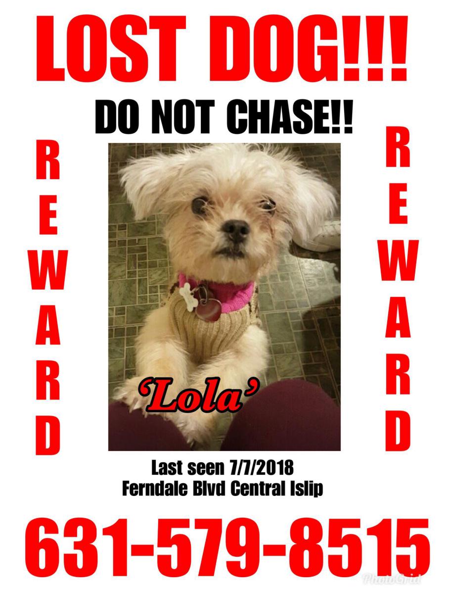 Image of LOLA, Lost Dog