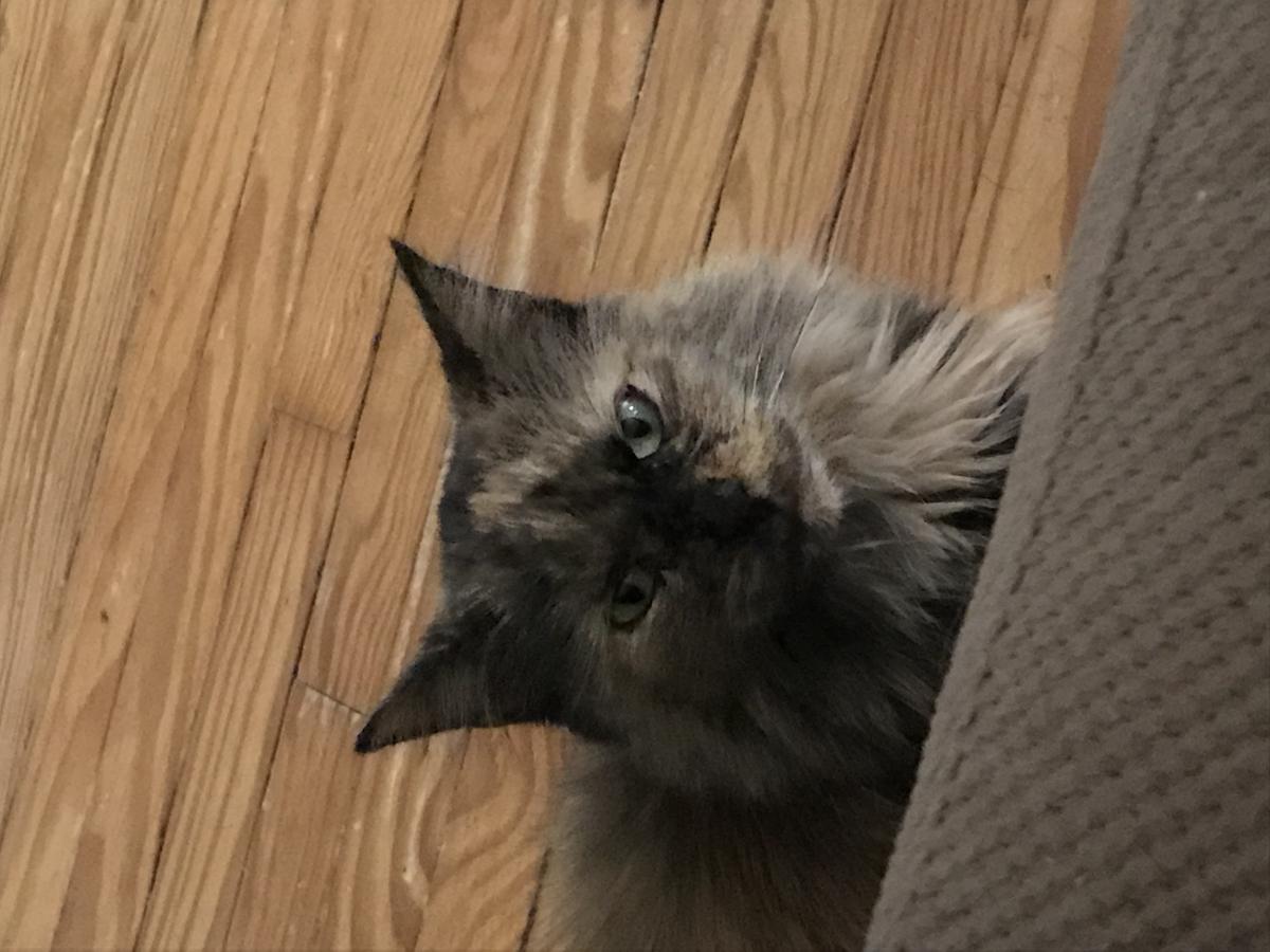 Image of Chloe, Lost Cat