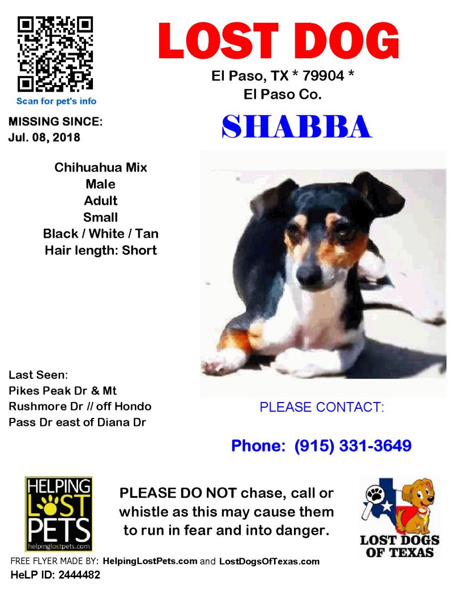 Image of Shabba, Lost Dog