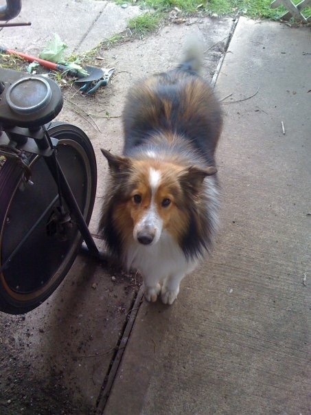 Image of Oscar (Ozzie), Lost Dog