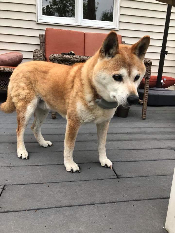Image of Ryu, Lost Dog