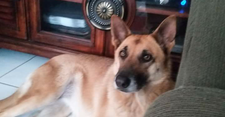 Image of Sheppie, Lost Dog