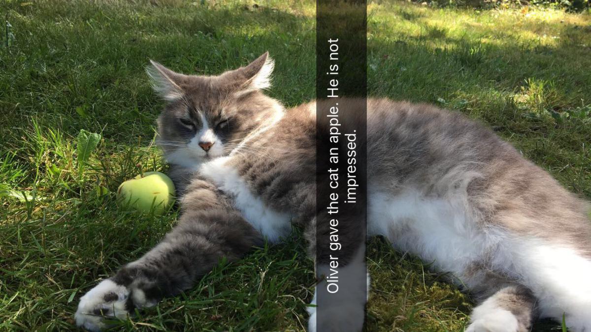 Image of Einstein, Lost Cat