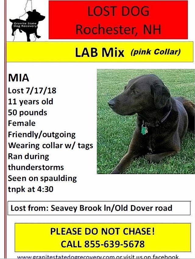 Image of Mia, Lost Dog