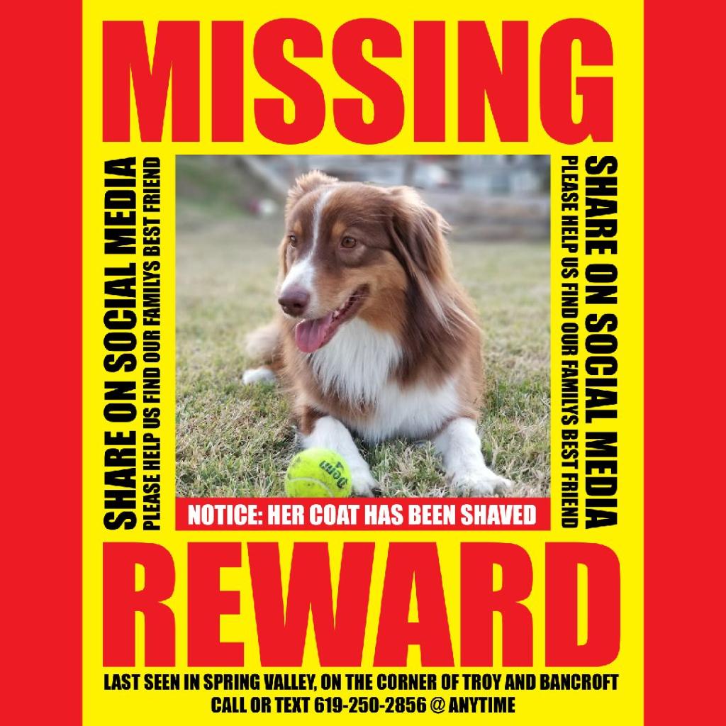 Image of ROSIE, Lost Dog