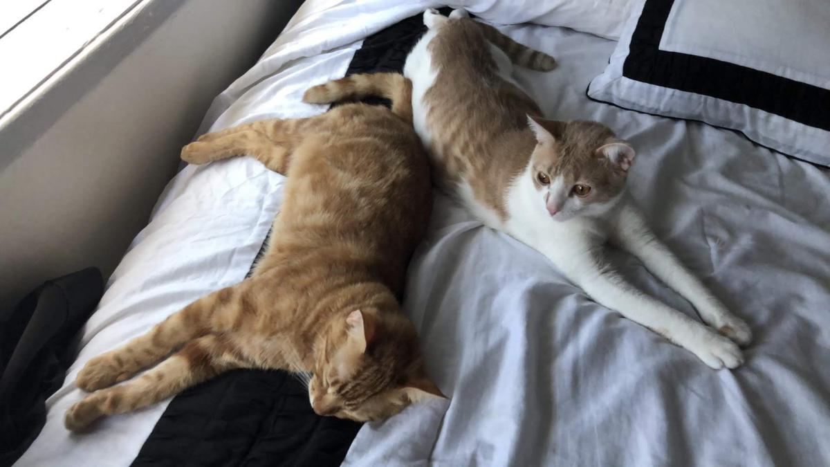 Image of Max and Leo, Lost Cat