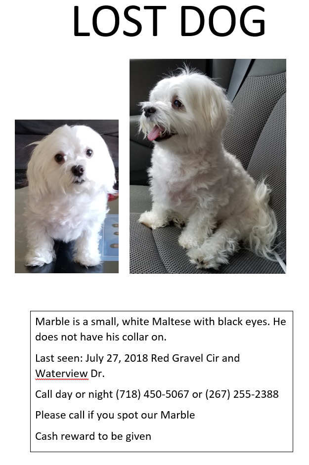 Image of Marble, Lost Dog