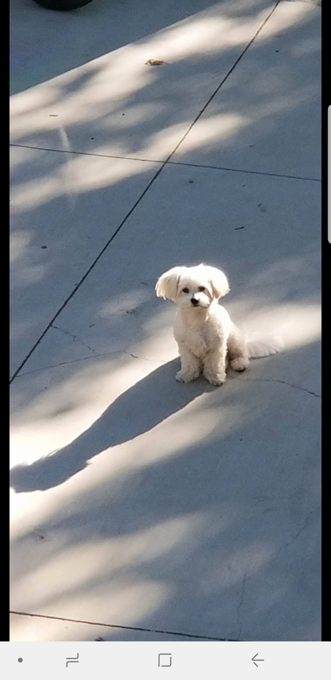 Image of Oso, Lost Dog