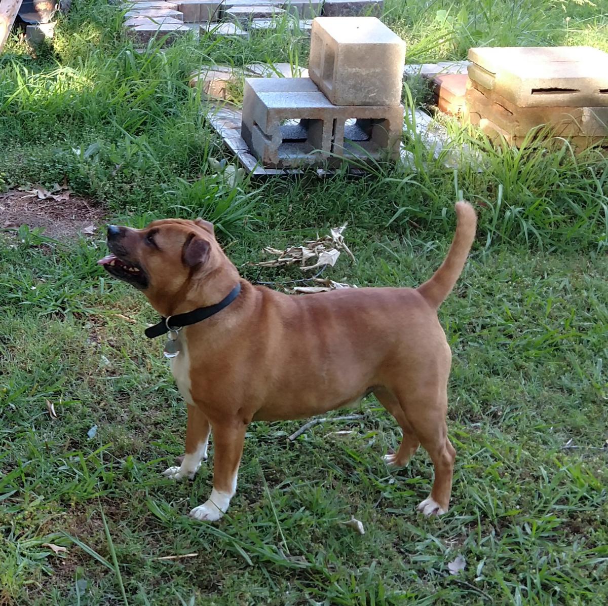 Image of Max, Lost Dog