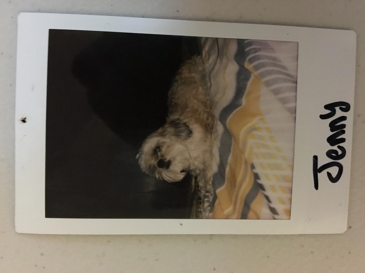 Image of Jenny, Lost Dog