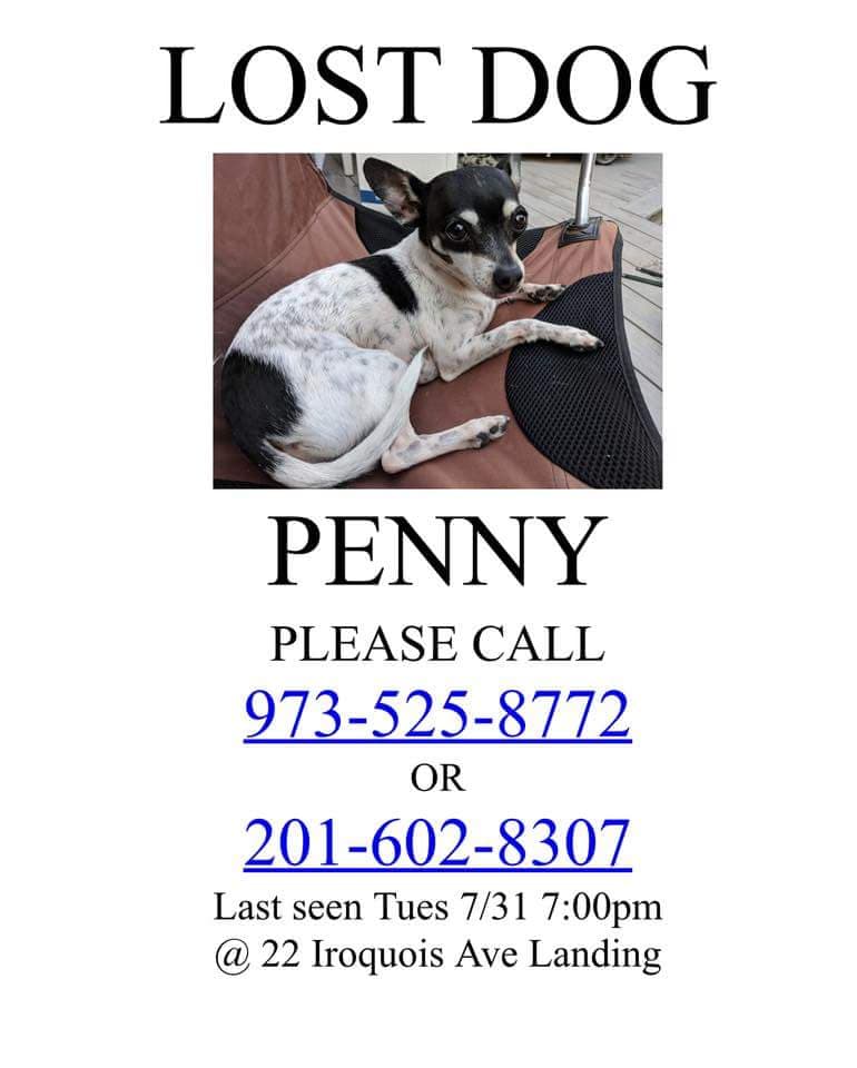Image of Penny (Penelope), Lost Dog