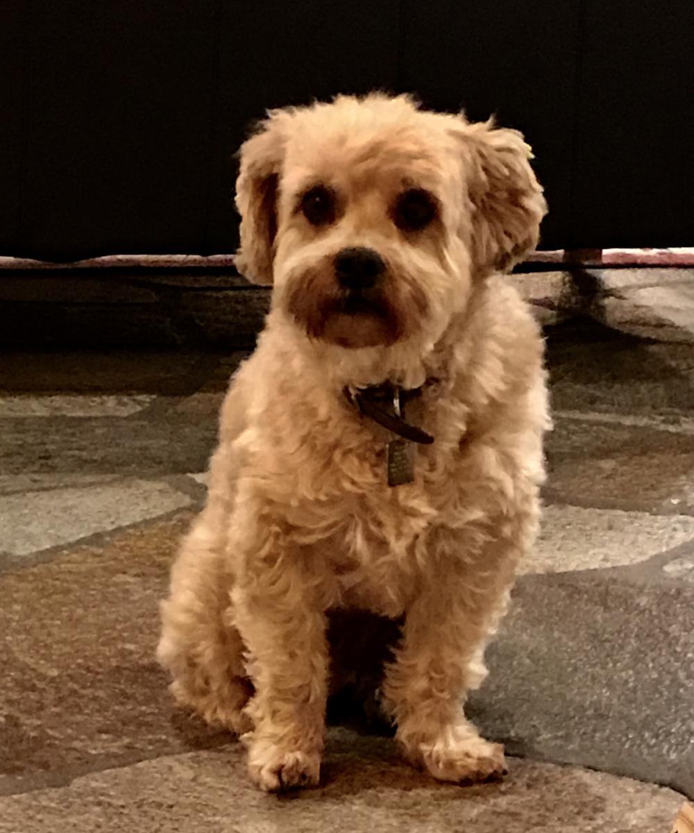Image of Oscar, Lost Dog
