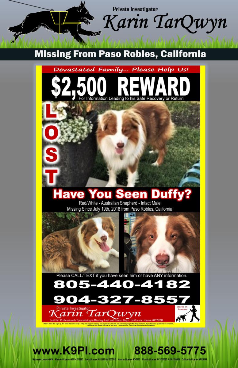 Image of Duffy, Lost Dog