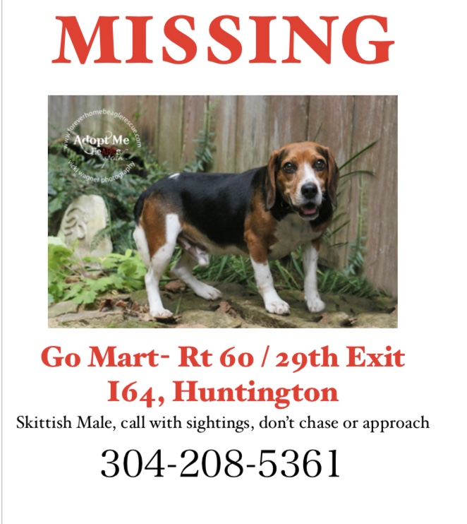 Image of Droop, Lost Dog