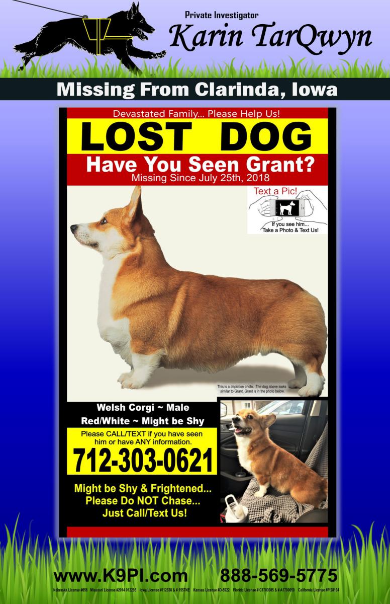 Image of Grant, Lost Dog