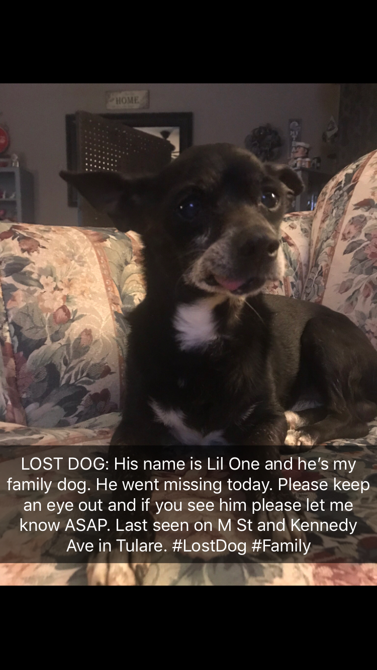Image of Lil One, Lost Dog