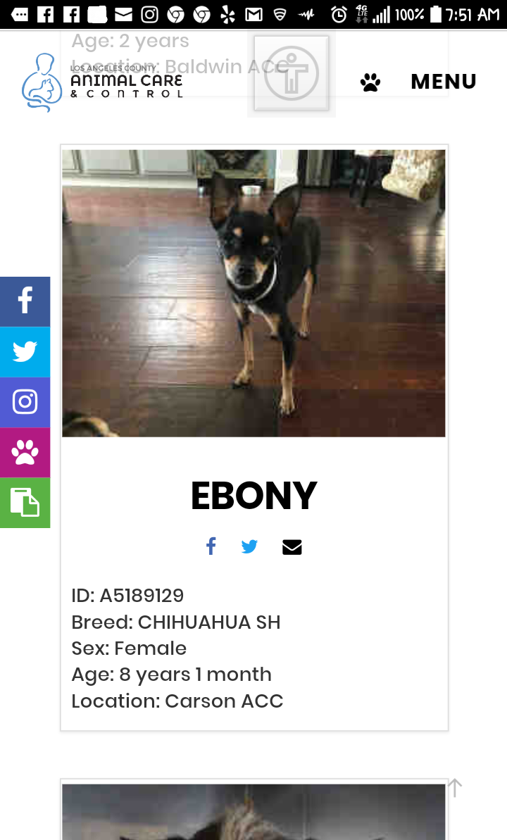 Image of Ebony, Lost Dog