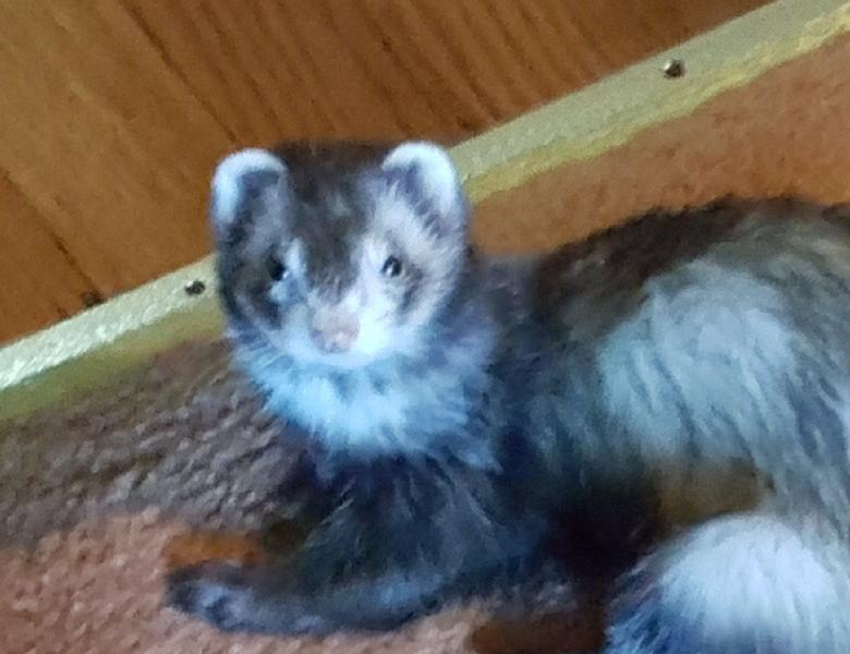 Image of Emmy, Lost Ferret