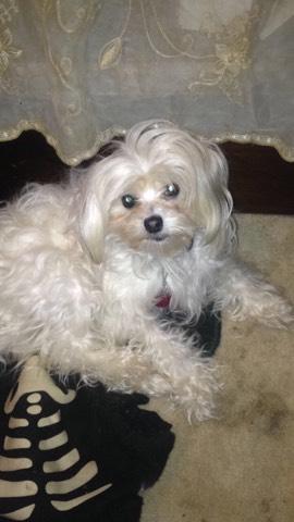 Image of Sweet Pea, Lost Dog