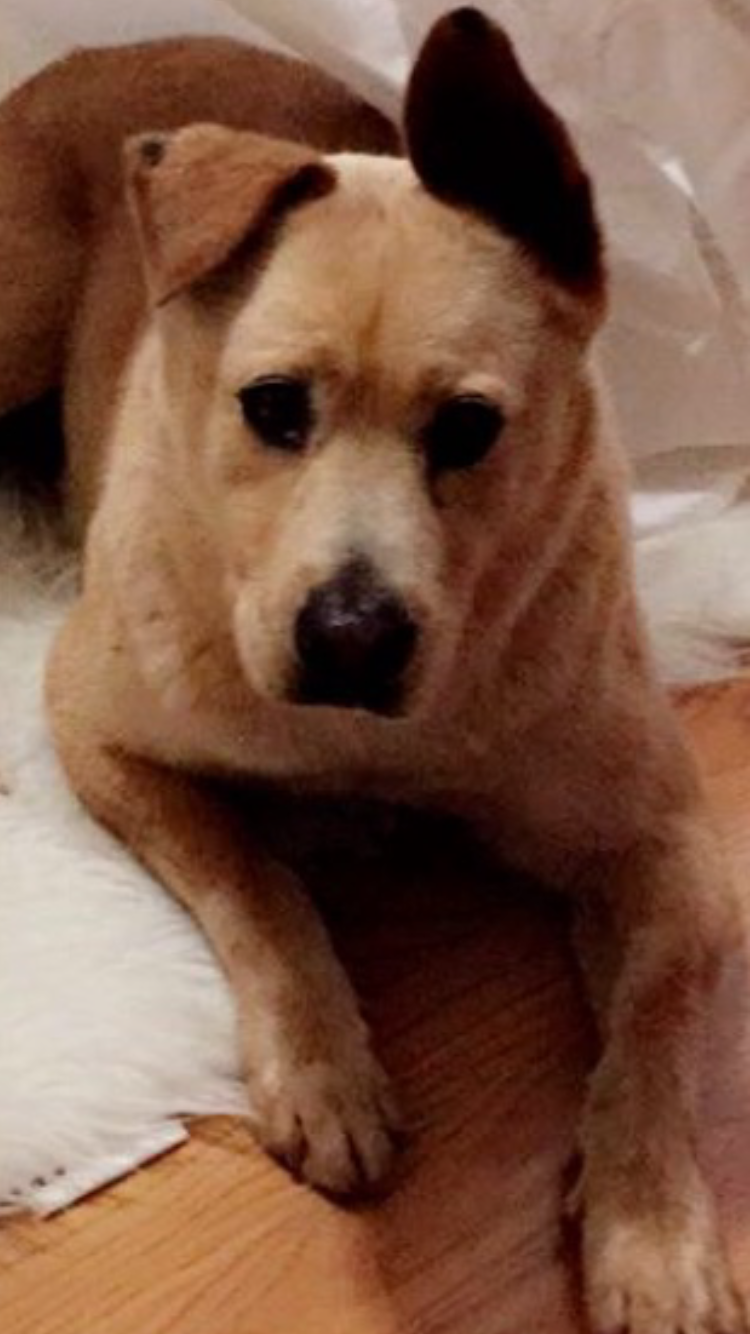 Image of Scully, Lost Dog