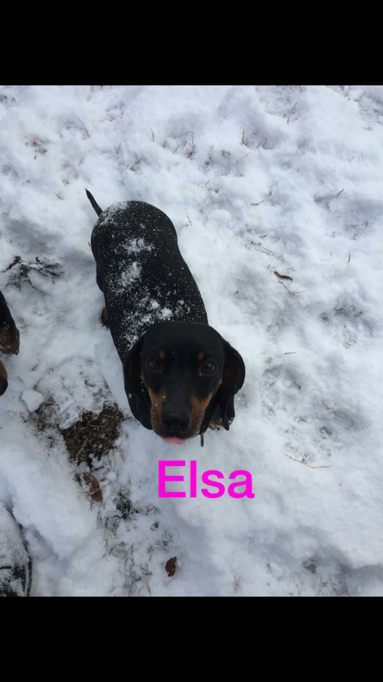 Image of Elsa, Lost Dog
