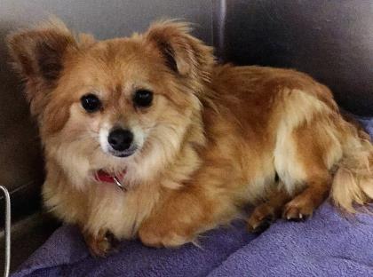 Lost Dog Pomeranian in KANSAS CITY, MO - Lost My Doggie