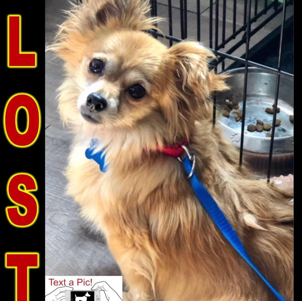 Lost Dog Pomeranian in KANSAS CITY, MO - Lost My Doggie