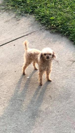 Image of ZOEY, Lost Dog