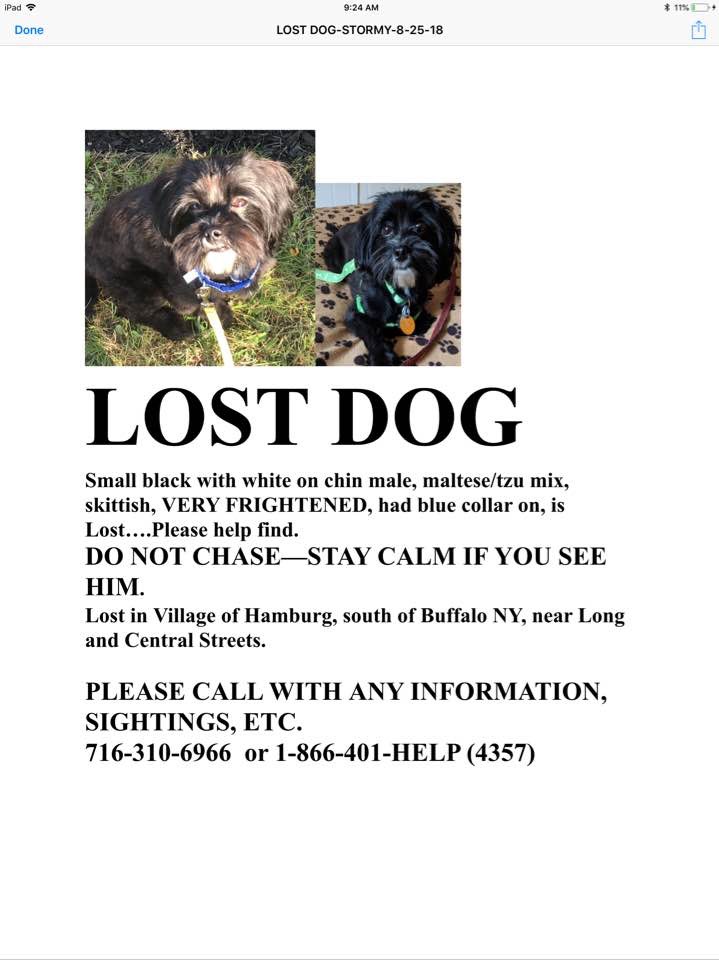 Image of Stormy, Lost Dog