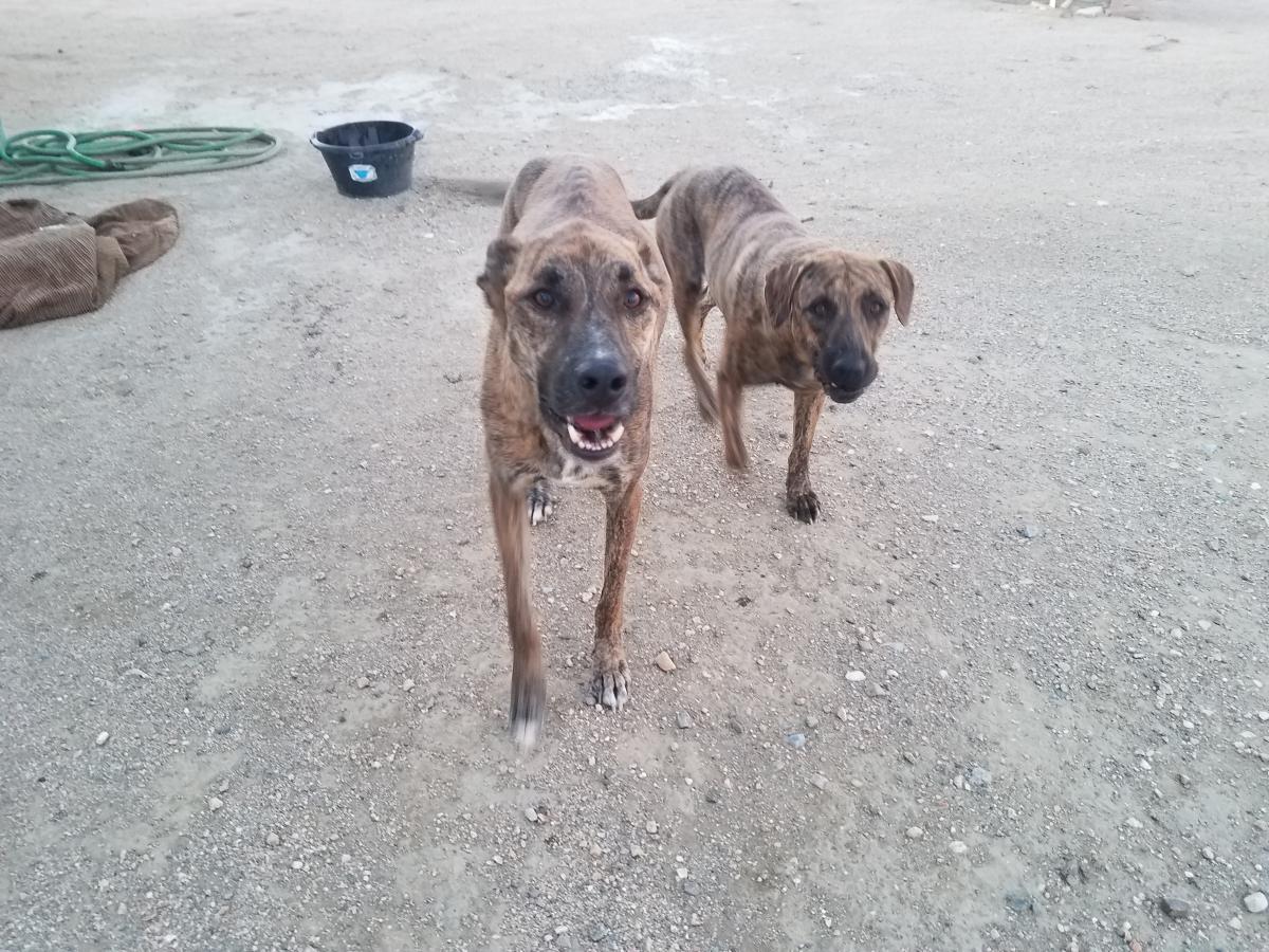 Image of Unknown (2 dogs), Found Dog