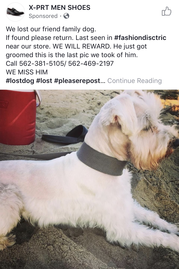 Image of Noner, Lost Dog
