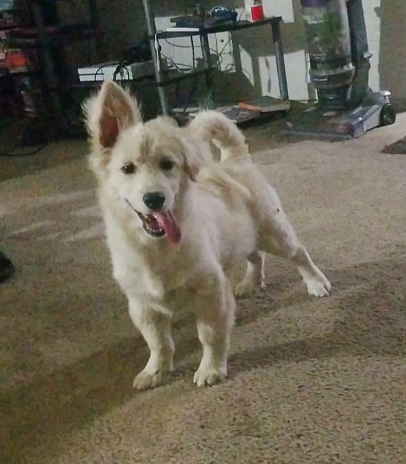 Image of GHOST, Lost Dog