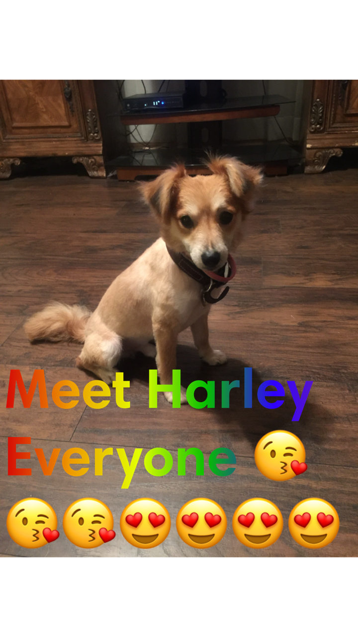 Image of Harley, Lost Dog