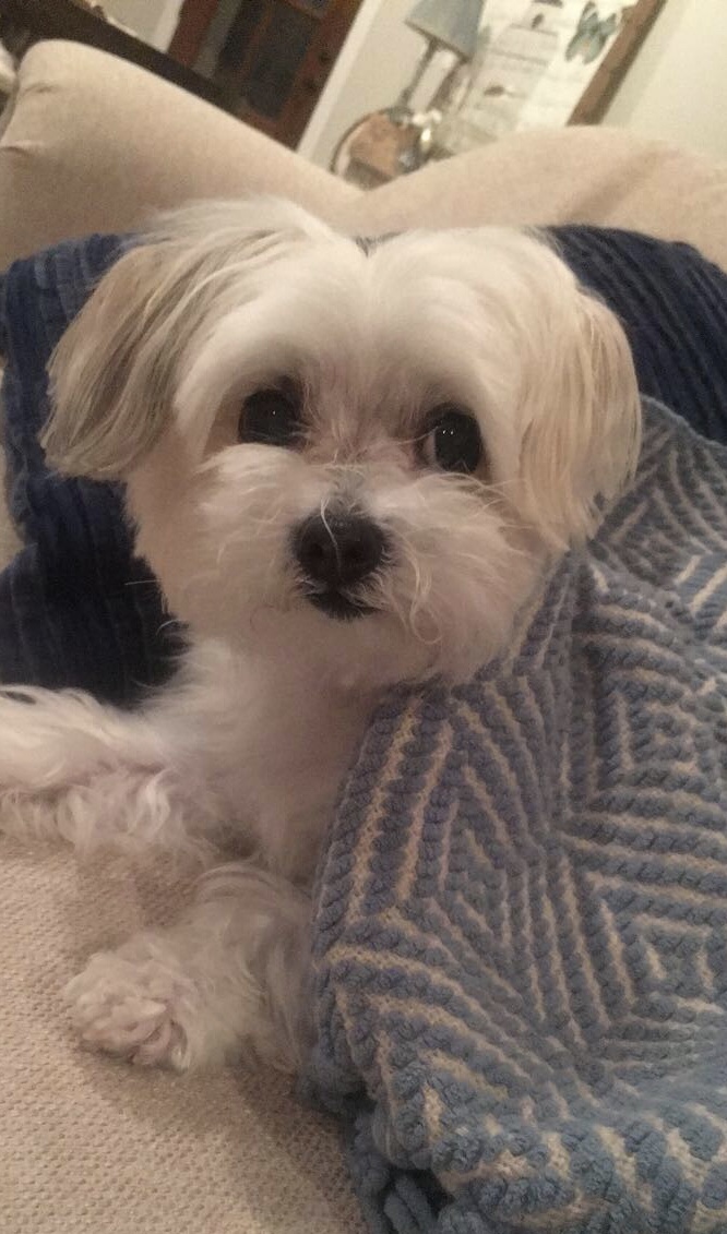 Image of Mollie, Lost Dog