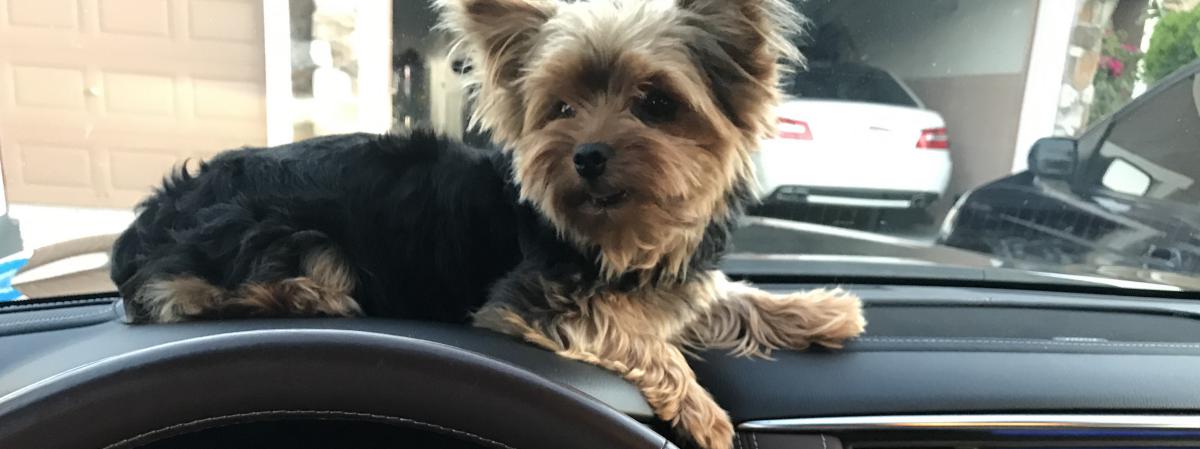 Image of FeeFee, Lost Dog